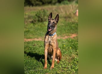 Starky (Spanien) - wunderschöner Malinois sucht aktive Menschen