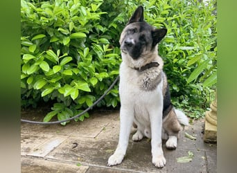 Kendo - ruhiger, ausgeglichener Familienhund - Tierhilfe Franken e.V.