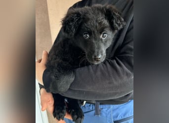 AMICO❤️ bezaubernder kroat. Schäferhund-Mix-Junge und eine pure 4-Pfoten-Amore