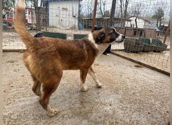 ♥TIM♥ wunderschöner, verschmuster, total aufgeschlossener Junior 43 cm (wachsend)