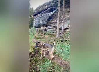 Tucker braucht ein neues Zuhause