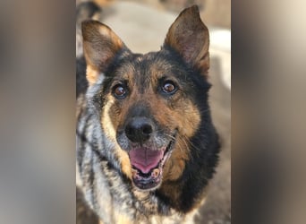 Maya - freundliche, kluge, ruhige Schäferhundmix-Seniorin / z.Zt. noch in Rumänien