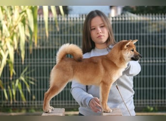 Shiba Inu puppies