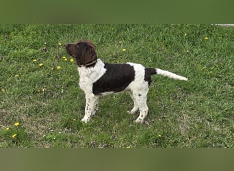 Kleine Münsterlander Welpen