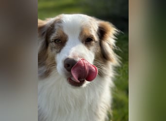 Liebenswerter Familienhund Maex sucht neues Zuhause