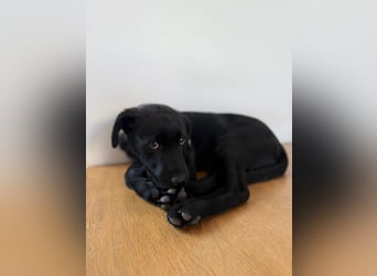 Süßer "Mochi" sucht sein Plätzchen