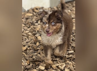 Tolle kleine Mini Australian Shepherd Welpen suchen Ihre Herzenfank