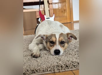 Daisy - freundliche, soziale Jack Russel Terrier Mix-Hündin / z.Zt. noch in Rumänien