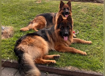 Deutsche Schäferhunde Langstockhaar