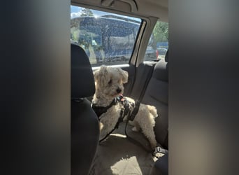 Reserviert! Bichon-Mix MAYA