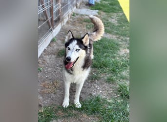 Husky Zeus