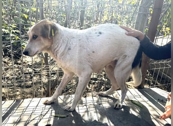 ♥NICOLA♥ hübsche, farbenfrohe,anfangs noch unsichere Hündin,die im Tierheim sehr gestresst ist 51 cm