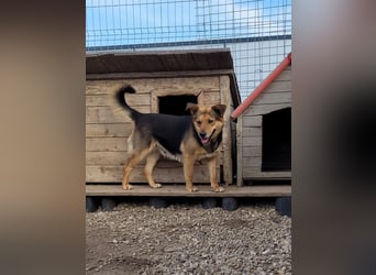 Sensible CHARLIE sucht ihre Menschen