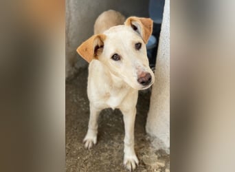 Kalena, geb. ca. 01/2025, lebt in GRIECHENLAND, im städt. Tierheim Serres