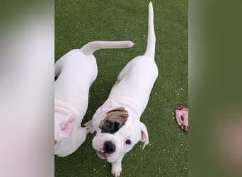 American Bulldog Welpen