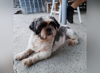 Missy ein kleiner Engel