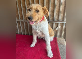 ❤️ superlieber Familienhund FLIP - 1,5 Jahre, 45cm - Foxi-Mix