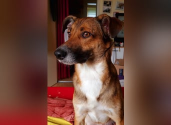 Athos sucht sein Zuhause