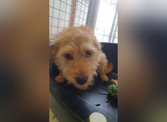 Prezli-DG, sucht neue Familie!