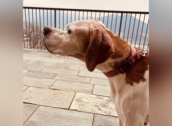 Leo - wunderbarer, lieber Pointer