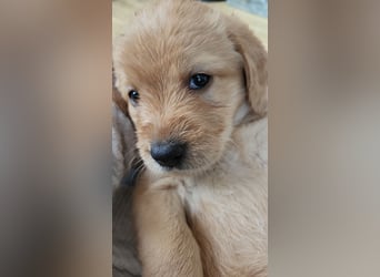 Bildschöne, kuschelige und sehr verschmuste Labradoodle Welpen F1, Sofort Abgabebereit