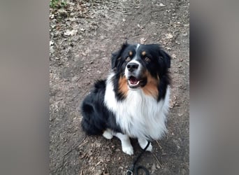 Australian Shepherd Welpen tricolor – Abgabe ab dem 28.05.2025
