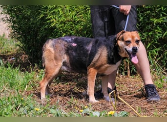 Malika, Schäferhund-Mix, lieb und sozial