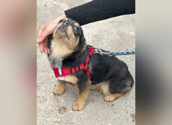 Kira - Kleine Hundedame mit großen Augen sucht ihr Zuhause!