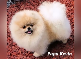 Reinrassige Pomeranian-Hündinnen mit Ahnentafel suchen ihre Traumfamilien