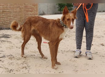 MOON-freundlich, offen, durch und durch sozial lieb sie den Kontakt zu Mensch und Hund