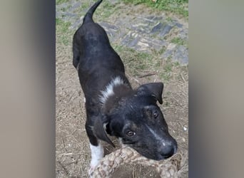 Auguste sucht Traumzuhause!