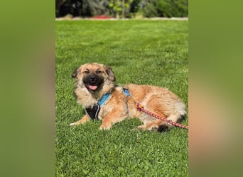 Fritz sucht ein Zuhause