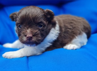 Bezaubernde Welpen aus Bolonka Zwetna und Pomeranian (Zwergspitz)