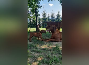 Szczeniaki  Rhodesian Ridgeback/ Pies/Suka Rhodesian Ridgeback/ welpen rhodesian