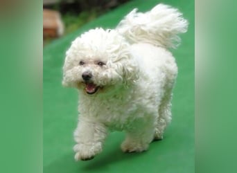 NORA Bichon Mix