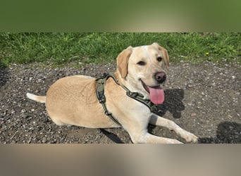 Nacho in 09618 Brand- Erbisdorf sucht sein Zuhause