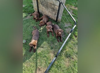 Zuckersüße Reinrassige Labrador Welpen suchen liebevolles Zuhause!