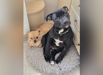 Zuckersüße xxl bully - pitbull hündin