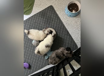 Maltipoo - Welpen - Rüden und Hündin