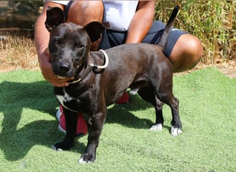 Cisco, Terrier-Mix, lieb und sozial
