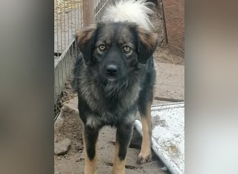 Jaski - katzenverträgliche Herzenshündin sucht ihr Für-Immer-Zuhause