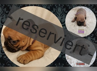 Französische Bulldoggen Welpen