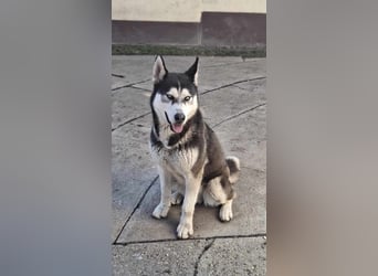 Mex, 2 Jahre jung, 55 cm, möchte viel erleben