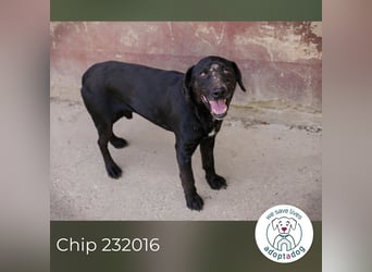 Chip 232016: Sucht ein Zuhause