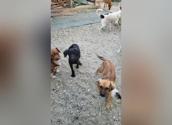 CHERIE - Zuckersüßes Mädchen sucht ihre Menschen