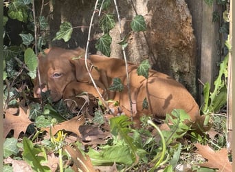 Wunderschöner reinrassiger Vizsla Welpe