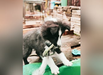 Sheltie 's wahre Seelenhunde