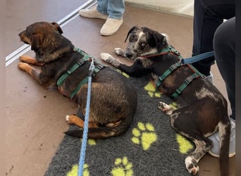 Merlin sucht eine liebevolle Familie