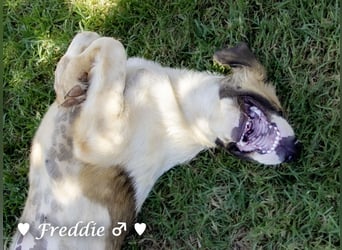 Felix und Freddie suchen absofort ein Zuhause
