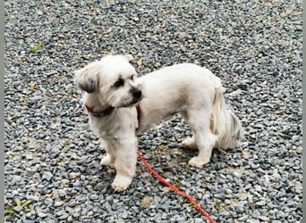Rocksy, Bichon Frisé - Lhasa Apso, geb. 2022, aktive Hündin su. Menschen mit Zeit